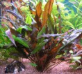 Cryptocoryne wendtii